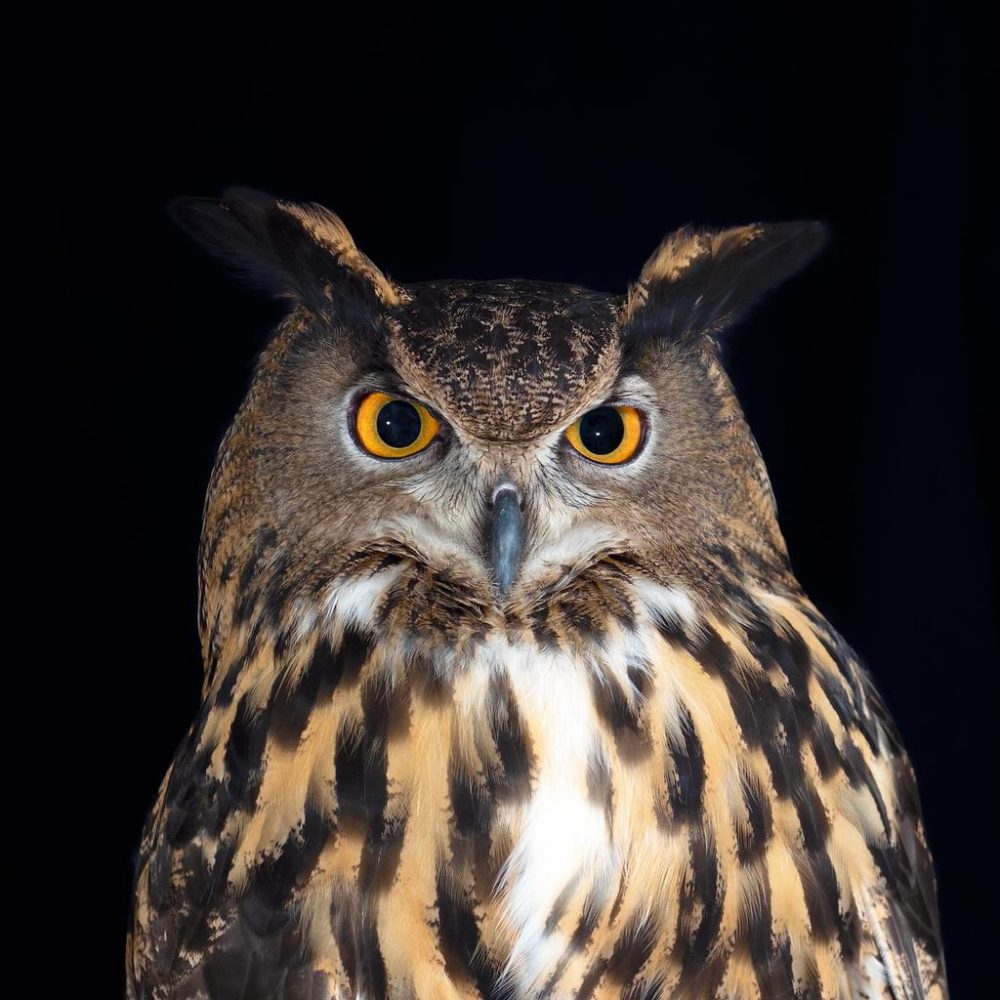 International Festival of Owls